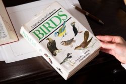 アンティーク雑貨　イギリス　Octpus社 BIRDS カラーイラスト付きフィールドガイドブック(洋書、本)