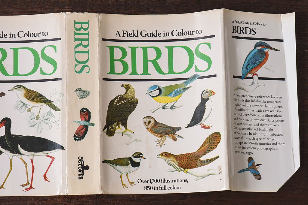 アンティーク雑貨　イギリス　Octpus社 BIRDS カラーイラスト付きフィールドガイドブック(洋書、本)