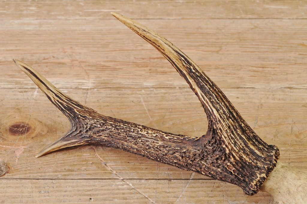 アンティーク雑貨　珍品!鹿の角オブジェ